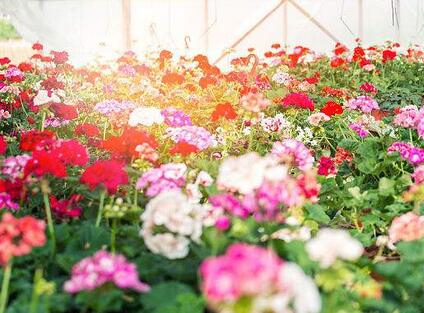 空氣源熱泵溫室花朵采暖 空氣源熱泵溫室花朵采暖