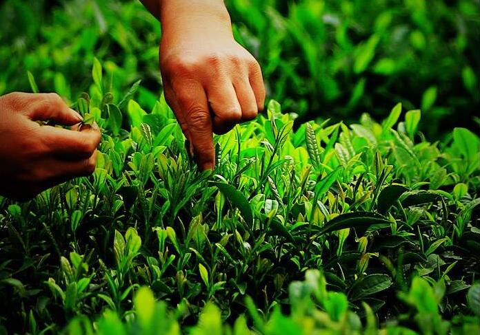 熱泵烘干新鮮茶葉 熱泵烘干新鮮茶葉