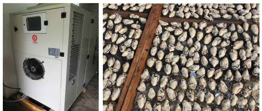 生蠔烘干工藝和最佳溫度 生蠔烘干工藝和最佳溫度