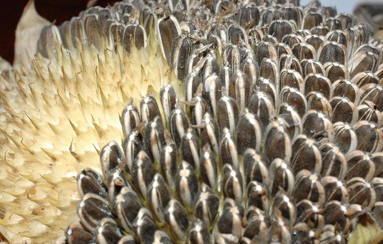 瓜子烘干時間和烘干溫度 瓜子烘干時間和烘干溫度