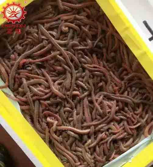 沙蠶烘干工藝(烘干時間和烘干溫度) 沙蠶烘干工藝(烘干時間和烘干溫度)