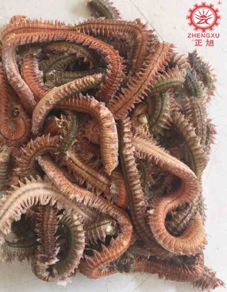 沙蠶烘干設備和烘干工藝 沙蠶烘干設備和烘干工藝