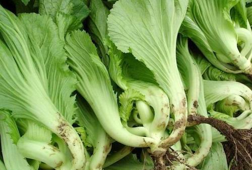 空氣能芥菜烘干工藝 空氣能芥菜烘干工藝