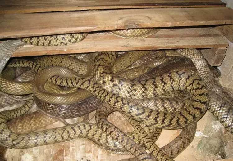 空氣能蛇養(yǎng)殖采暖機(jī)組空氣能熱泵采暖畜牧采暖空氣能養(yǎng)蛇采暖 空氣能蛇養(yǎng)殖采暖機(jī)組空氣能熱泵采暖畜牧采暖空氣能養(yǎng)蛇采暖